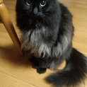 フワフワ、モコモコの黒猫美人ココちゃん。