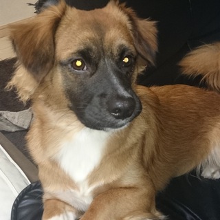 チョコ君♂里親募集します