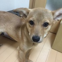 緊急！