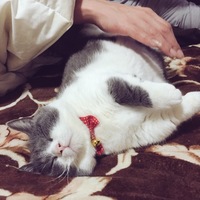 よもぎ