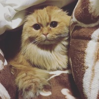 しゃね