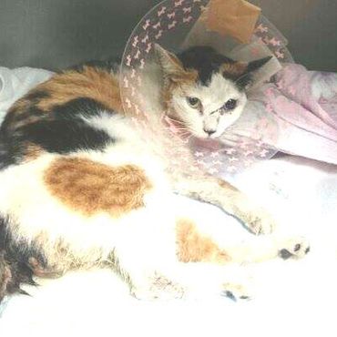 猫の日に交通事故に遭い、危篤状態から目覚めたミミちゃん