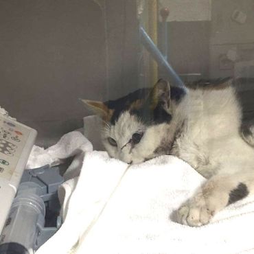 入院翌日2/23 2016 点滴を受けるミミちゃん