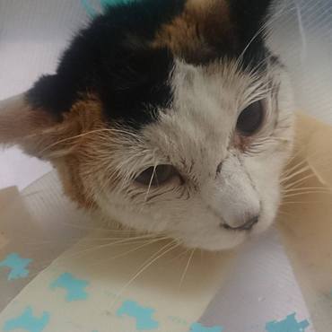 3/4 、術後４日目のミミちゃん