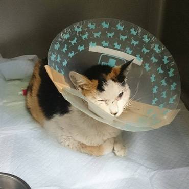 腰の骨の固定など術後４日目には箱座りができるようになったミミちゃん