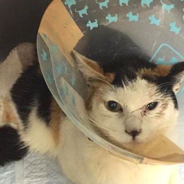 ずっとそとだったから初めて温かい室内で眠ることができたのでしょうね。