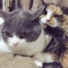 よもぎにグイグイされるはな