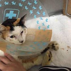 「危篤から目覚めて、快復に向かうミミ」サムネイル1