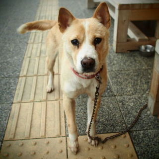 大人しく心優しい子ハナコです。