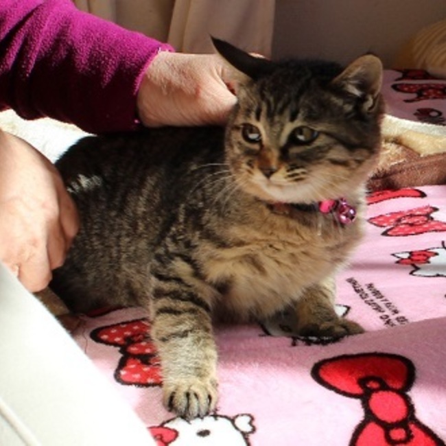 アイラの会のカバー写真