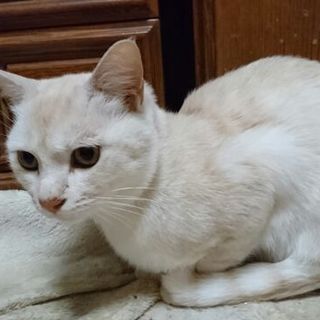 引越しのため置き去りにされた甘えん坊「クリリン」