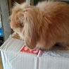 大切にして下さる里親様募集！ サムネイル2