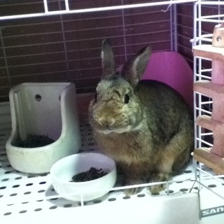 むっちゃんの新しいお家が決まりました