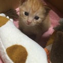 子猫の里親さん募集中です。