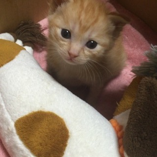 子猫の里親さん募集中です。