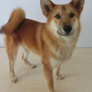 しつけ済み、GMaCドッグ４期生『エディ』オス１歳