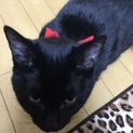 里親募集
