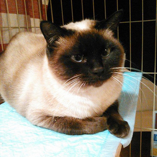 代理掲載・ヒナちゃん