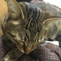 ２歳の猫ちゃんを、助けてください！