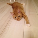 8ヶ月のオス猫です