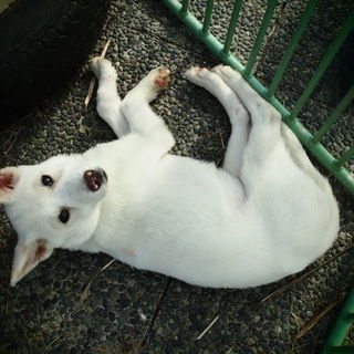 真っ白くておとなしい甘えん坊さんです。