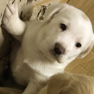 子犬の里親さん募集します
