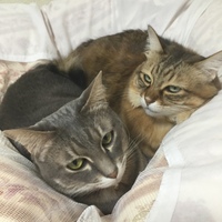 モコ