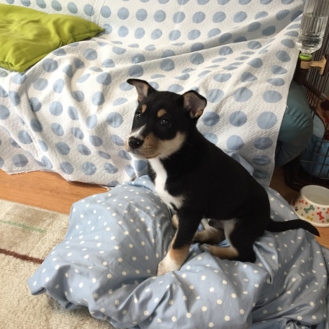 めいりんこんのカバー写真