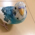 セキセイインコのまりんくん