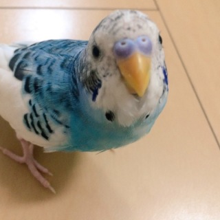 セキセイインコのまりんくん