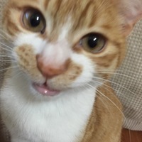 茶々丸