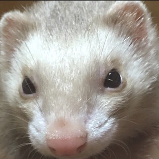 転勤のため里親募集です。