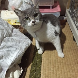 引っ越し置き去り猫【みーちゃん☆】