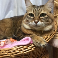 マロン