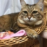 マロン