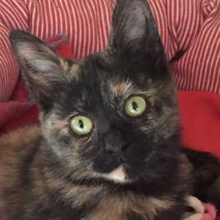 元気なニコは３ヶ月の女の子