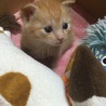 はちみつ