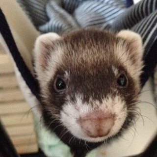 2歳 元気な女の子を可愛がってくれる里親募集