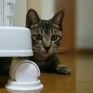 遊びざかり ポッケ
