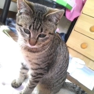 9ヶ月・オス・去勢手術＆ワクチン済!!