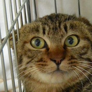 ビビリなので猫に合わせて暮らしてくれる方