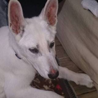 ホワイトシェパード
