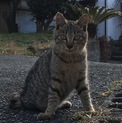猫ちゃん里親様再募集☆