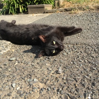 猫ちゃんの里親様募集中★