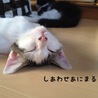 あにまるさぽーと宗像