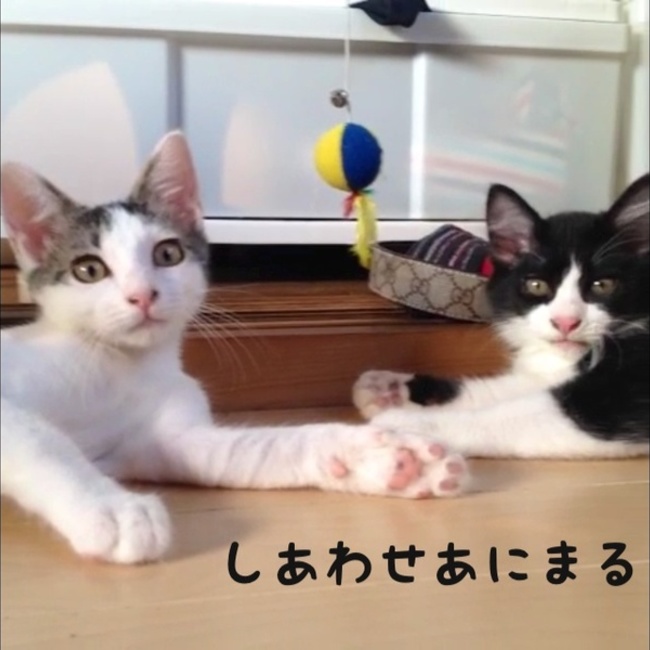 あにまるさぽーと宗像のカバー写真