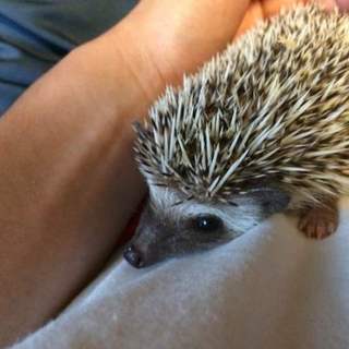 里親を決定いたしました。