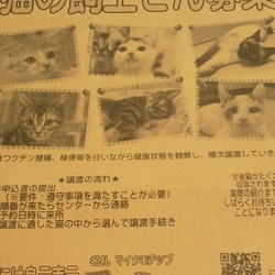 猫の飼主さん募集=^_^=