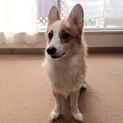 突然飼えなくなってしまいました。