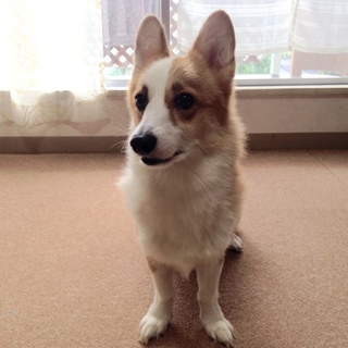 突然飼えなくなってしまいました。